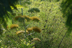 Agave cantula